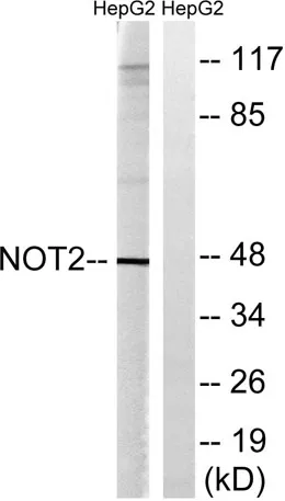 CNOT2 rabbit pAb - image 1
