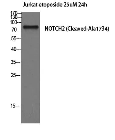 Cleaved-Notch 2 (A1734) rabbit pAb - image 1