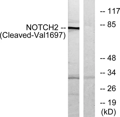 Cleaved-Notch 2 (V1697) rabbit pAb - image 1