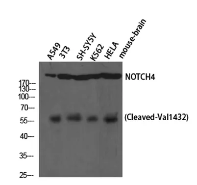 Cleaved-Notch 4 (V1432) rabbit pAb - image 1
