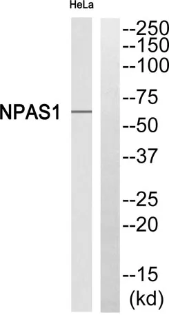 Neuronal PAS1 rabbit pAb - image 1