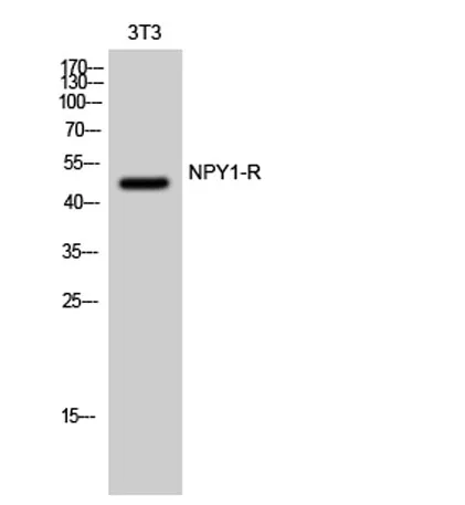 NPY1-R rabbit pAb - image 1
