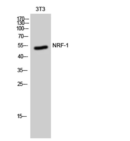 NRF-1 rabbit pAb - image 1