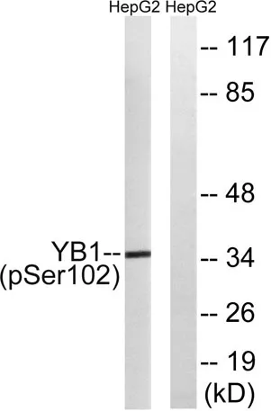 YB-1 (phospho Ser102) rabbit pAb - image 1