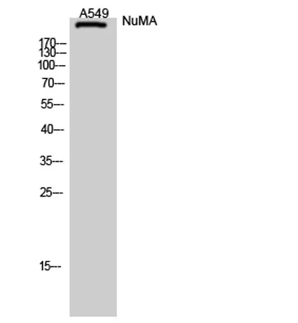 NuMA rabbit pAb - image 1