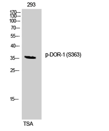 DOR-1 (phospho Ser363) rabbit pAb - image 1