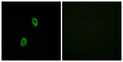 Olfactory receptor 1D2 rabbit pAb