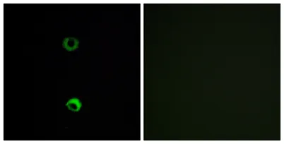 Olfactory receptor 3A2 rabbit pAb