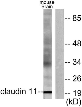 Claudin-11 rabbit pAb - image 1