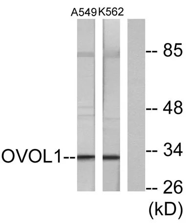 Ovol1 rabbit pAb