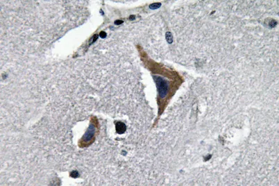 Neurophysin I rabbit pAb - image 1