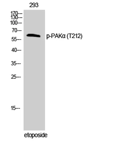 PAKα (phospho Thr212) rabbit pAb - image 1