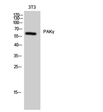 PAKγ rabbit pAb - image 1