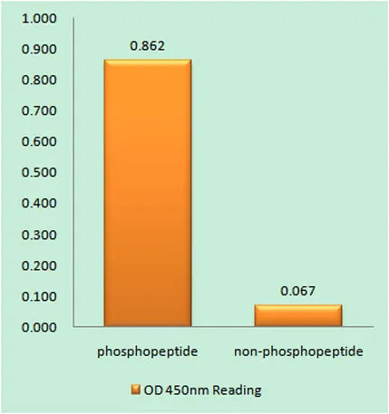 PAKβ (phospho Ser154) rabbit pAb - image 1