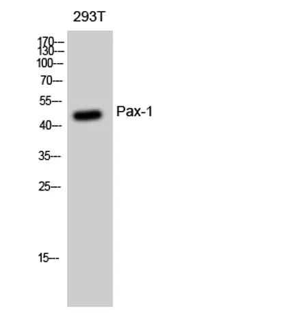 Pax-1 rabbit pAb - image 1