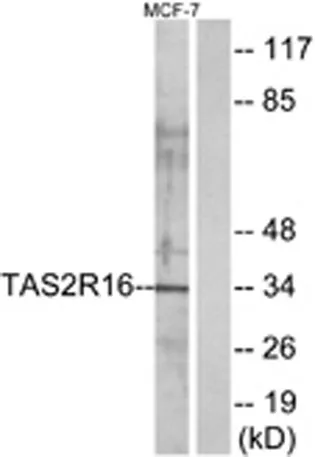 T2R16 rabbit pAb