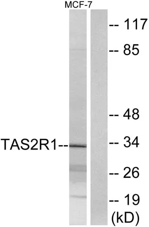 T2R1 rabbit pAb - image 1