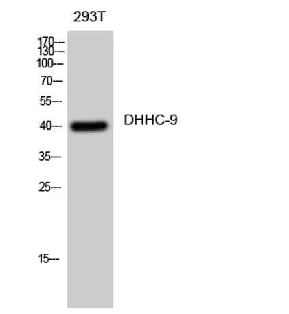 DHHC-9 rabbit pAb - image 1