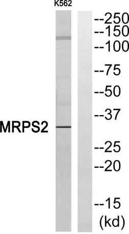 MRP-S2 rabbit pAb - image 1