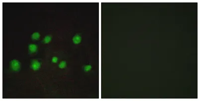Elongin A2/3 rabbit pAb - image 1