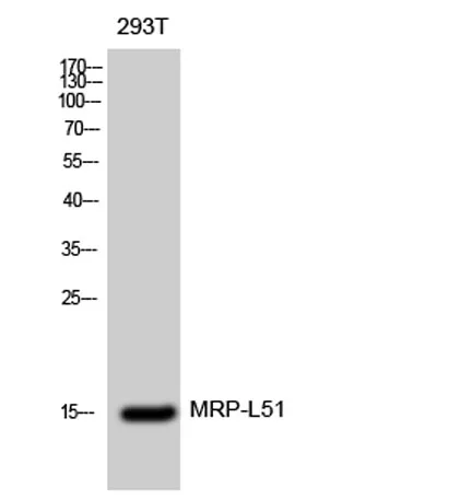 MRP-L51 rabbit pAb
