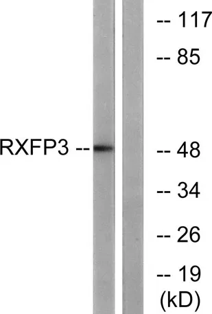 Relaxin Receptor 3 rabbit pAb - image 1