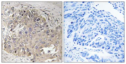 Spectrin β V rabbit pAb - image 1