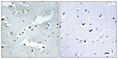 Cdc40 rabbit pAb - image 1