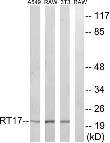 MRP-S17 rabbit pAb - image 1