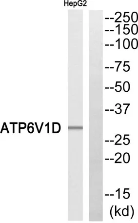 V-ATPase D rabbit pAb - image 1