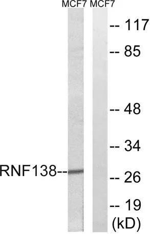 RNF138 rabbit pAb