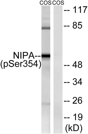 NIPA (phospho Ser354) rabbit pAb - image 1