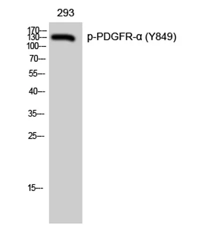 PDGFR-α (phospho Tyr849) rabbit pAb - image 1