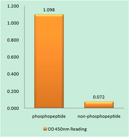PDGFR-α (phospho Tyr754) rabbit pAb - image 1