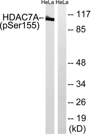 HDAC7 (phospho Ser155) rabbit pAb - image 1