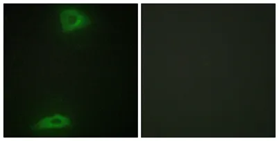 ERGIC-3 rabbit pAb