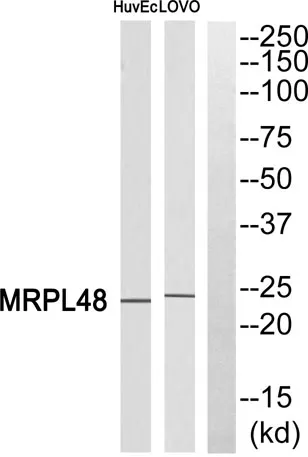 MRP-L48 rabbit pAb