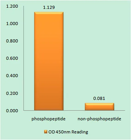 PDHK1 (phospho Tyr9) rabbit pAb - image 1