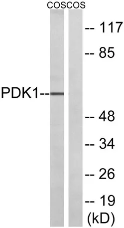 PDHK1 rabbit pAb - image 1