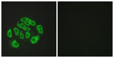 Endomucin rabbit pAb - image 1