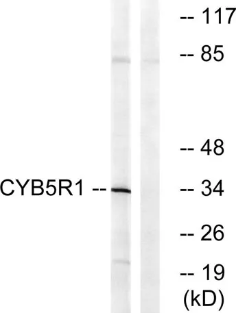 CYB5R1 rabbit pAb - image 1