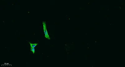 PEDF rabbit pAb - image 1