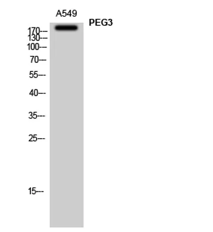 PEG3 rabbit pAb - image 1