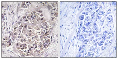 Peroxin 1 rabbit pAb - image 1