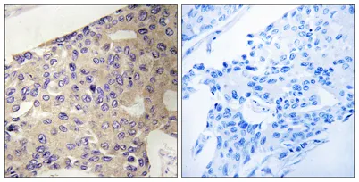 Peroxin 10 rabbit pAb - image 1