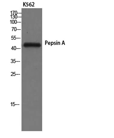 Pepsin A rabbit pAb - image 1