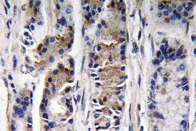 Pepsin C rabbit pAb - image 1