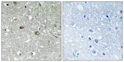 PIG-H rabbit pAb - image 1