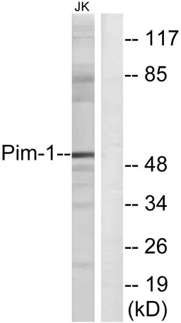 Pim-1 rabbit pAb - image 1