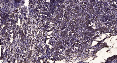 PITPα rabbit pAb - image 1